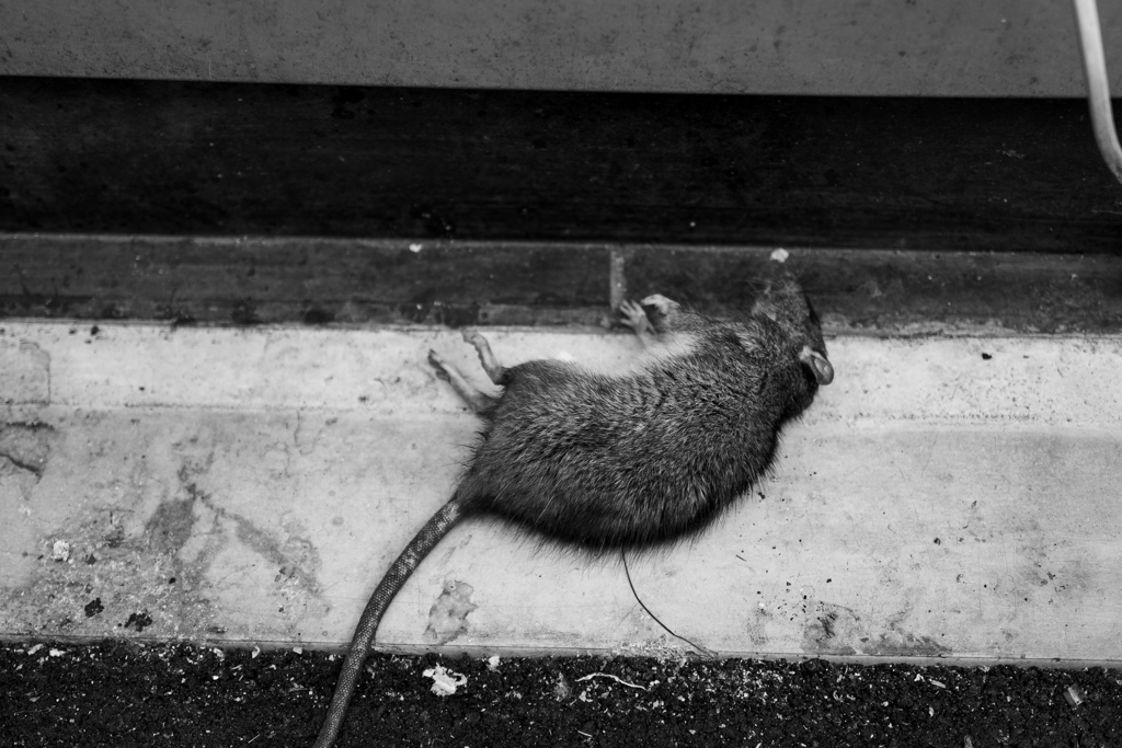 死に様