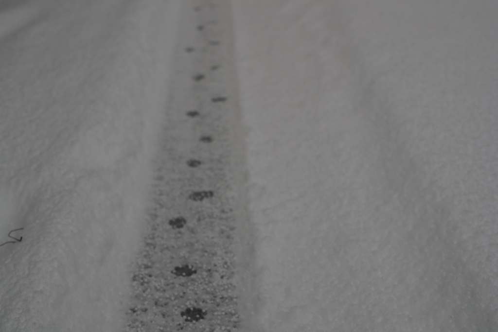 雪を見る会・足跡１