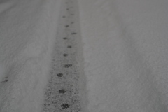 雪を見る会・足跡１