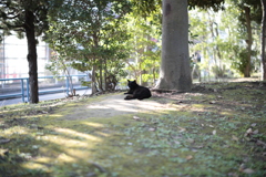 お散歩写真