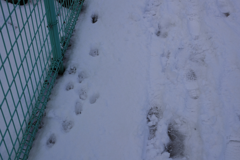 雪を見る会・足跡２
