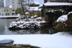 雪を見る会・ラストです