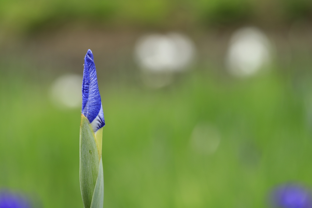 Iris
