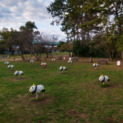 panda farm