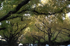 銀杏並木