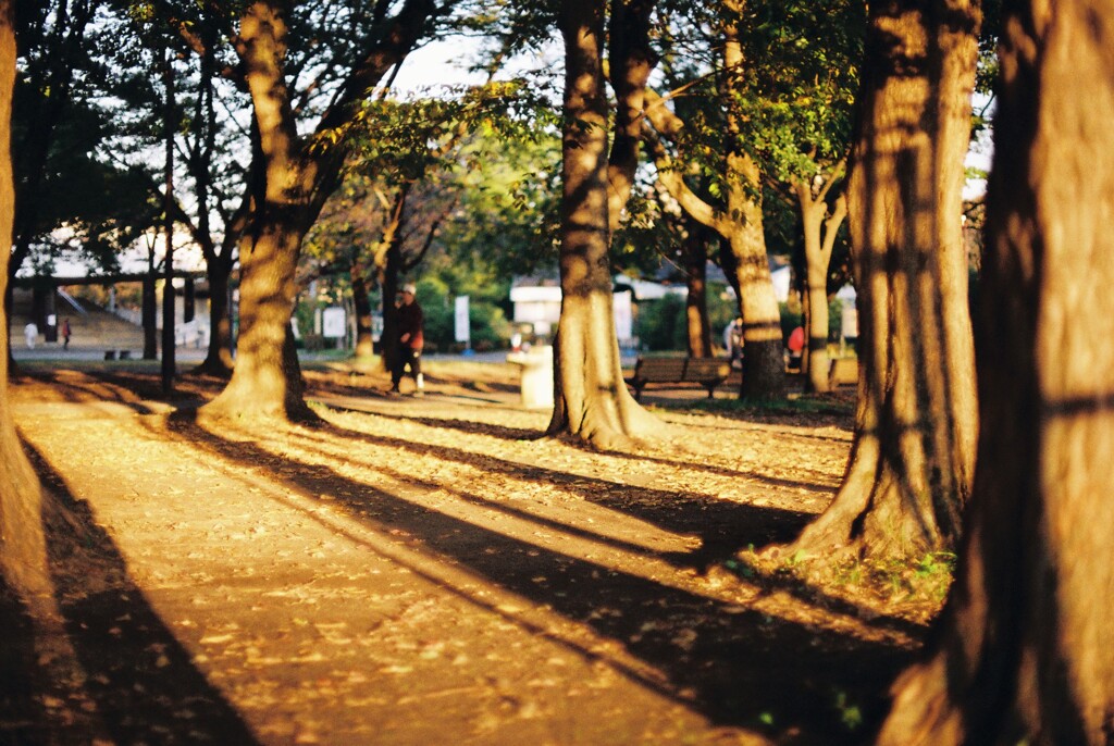 grove of trees