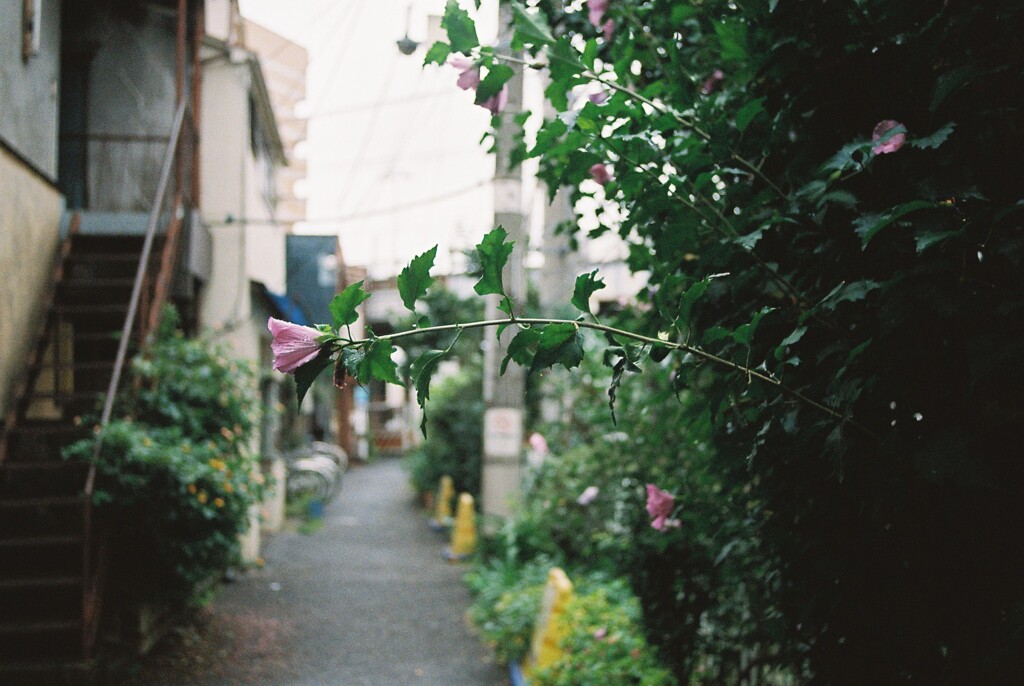 Alley and flowers