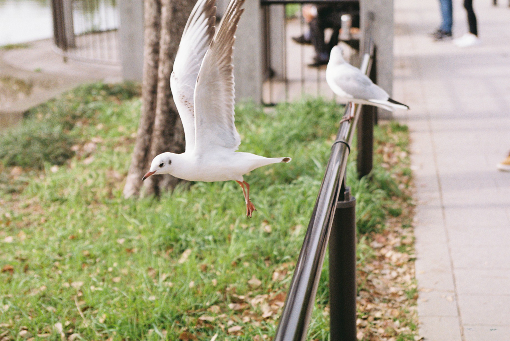 カモメが飛んだ