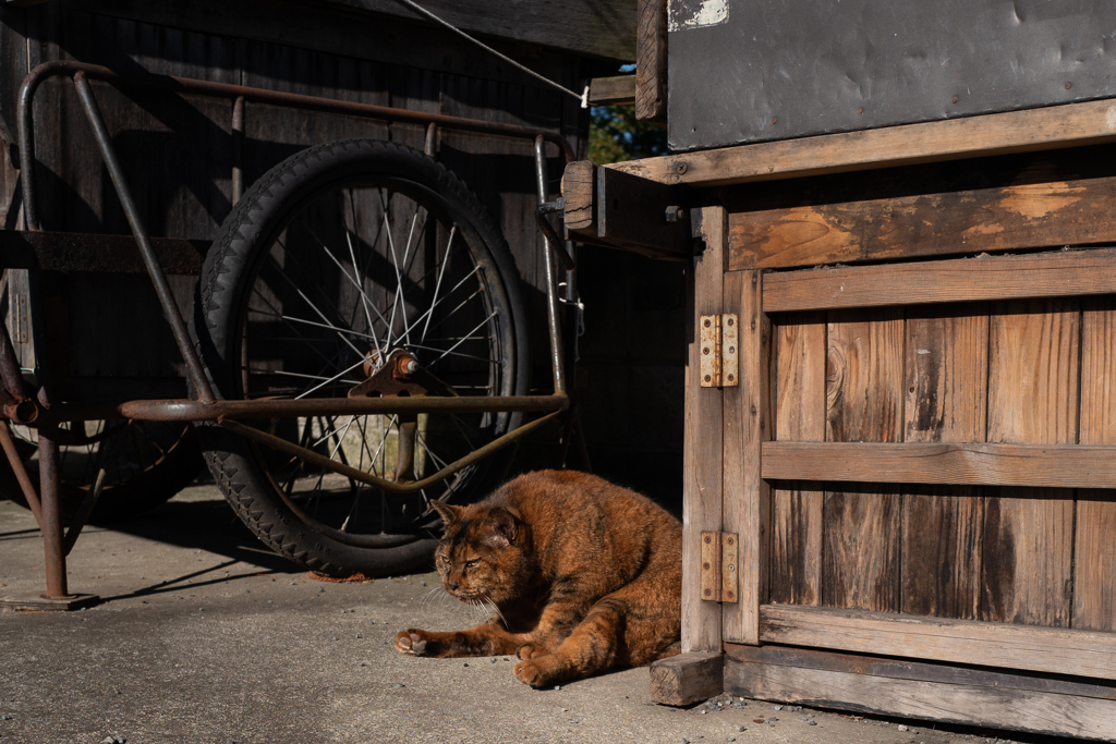 猫とリヤカー