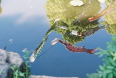 鯉のぼり