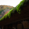 苔の美しさ