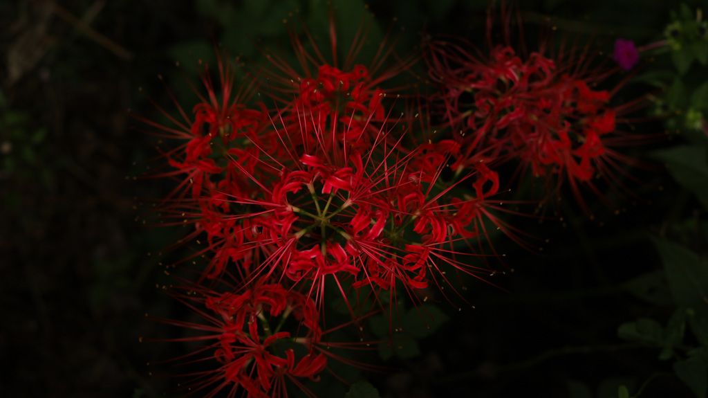 紅蓮華