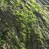 新潟の旅　清津峡渓谷