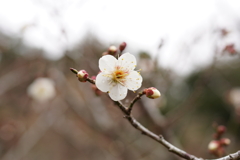 梅の花