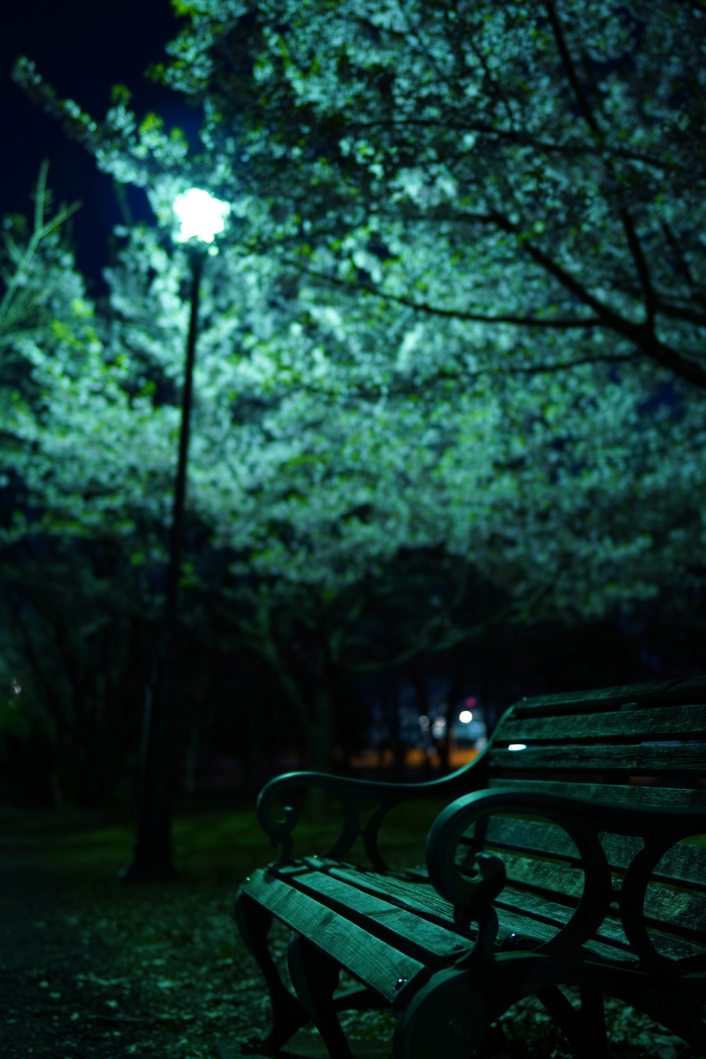 夜のベンチと梅の花