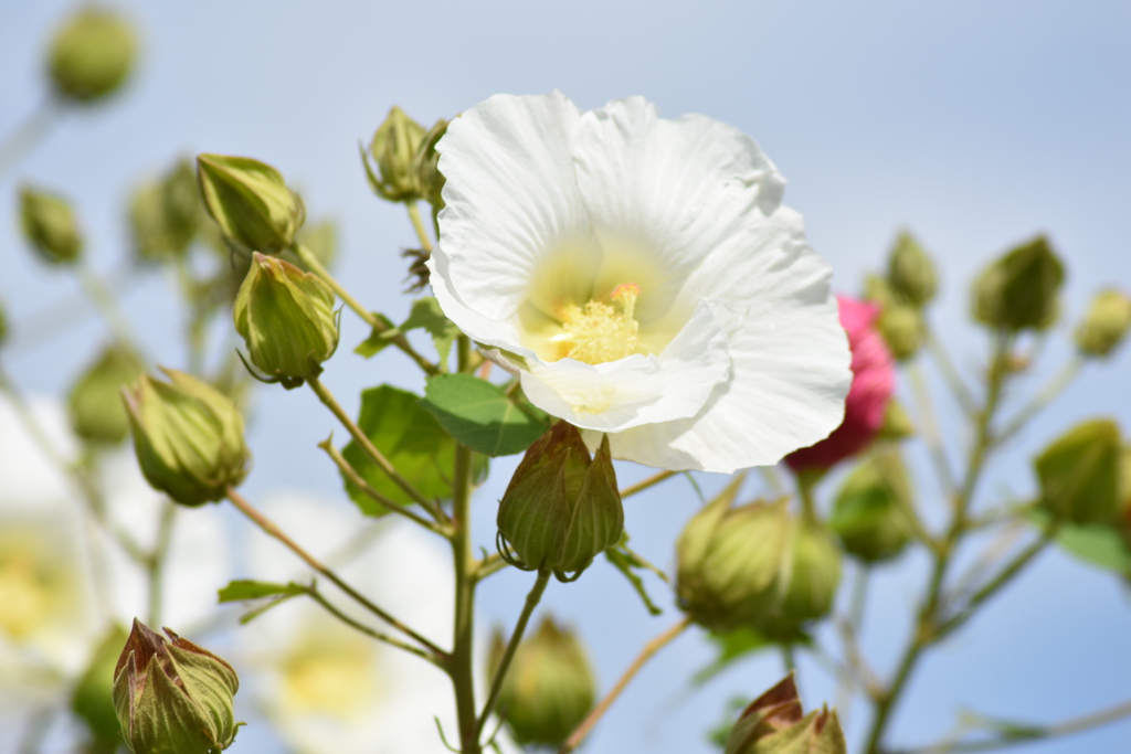 なんの花？