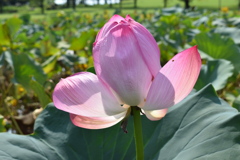 古代蓮の花