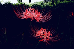 彼岸花