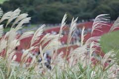 ススキの奥のコキア