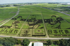 田んぼアート