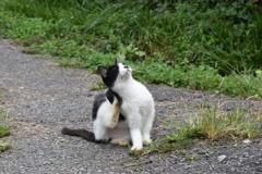 かい～の