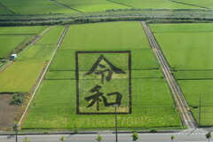 田んぼアート
