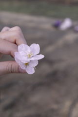 散り桜