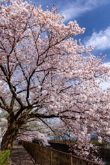 川辺の桜