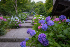 紫陽花寺