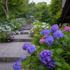 紫陽花寺