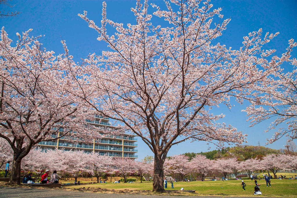 桜の広場