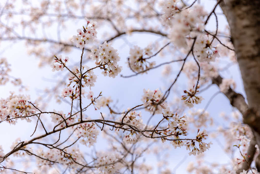 桜、天を舞う