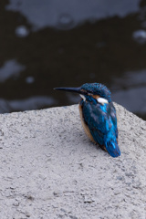 kingfisher