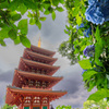アジサイと五重塔