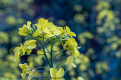 菜の花