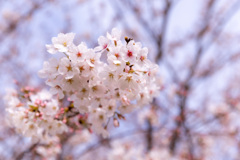 桜満開までもう一息
