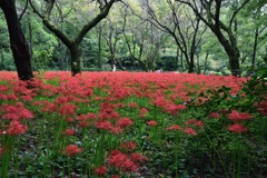 彼岸花満開です