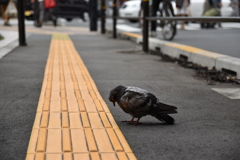 道端で眠る鳩