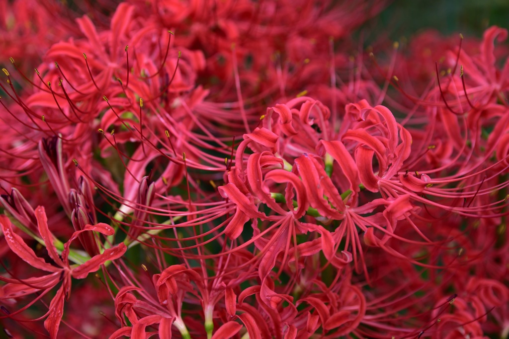 彼岸花群