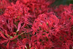 彼岸花群