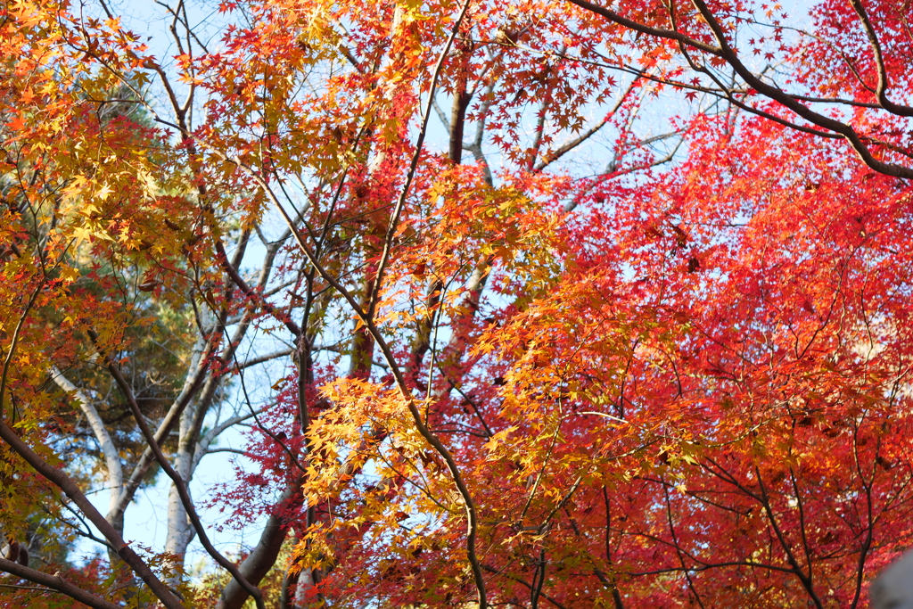 近所の自然公園っぽいところ５
