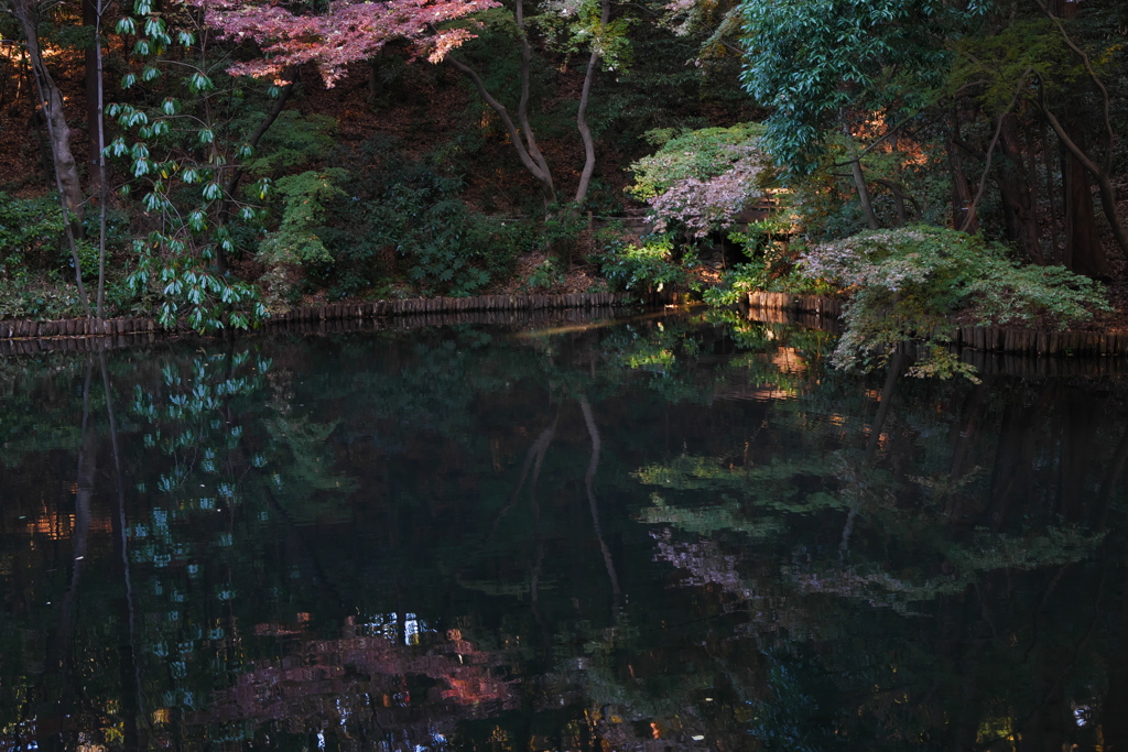近所の自然公園っぽいところ４