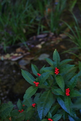 近所の自然公園っぽいところ３