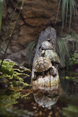 亀の日光浴
