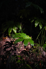 近所の自然公園っぽいところ７