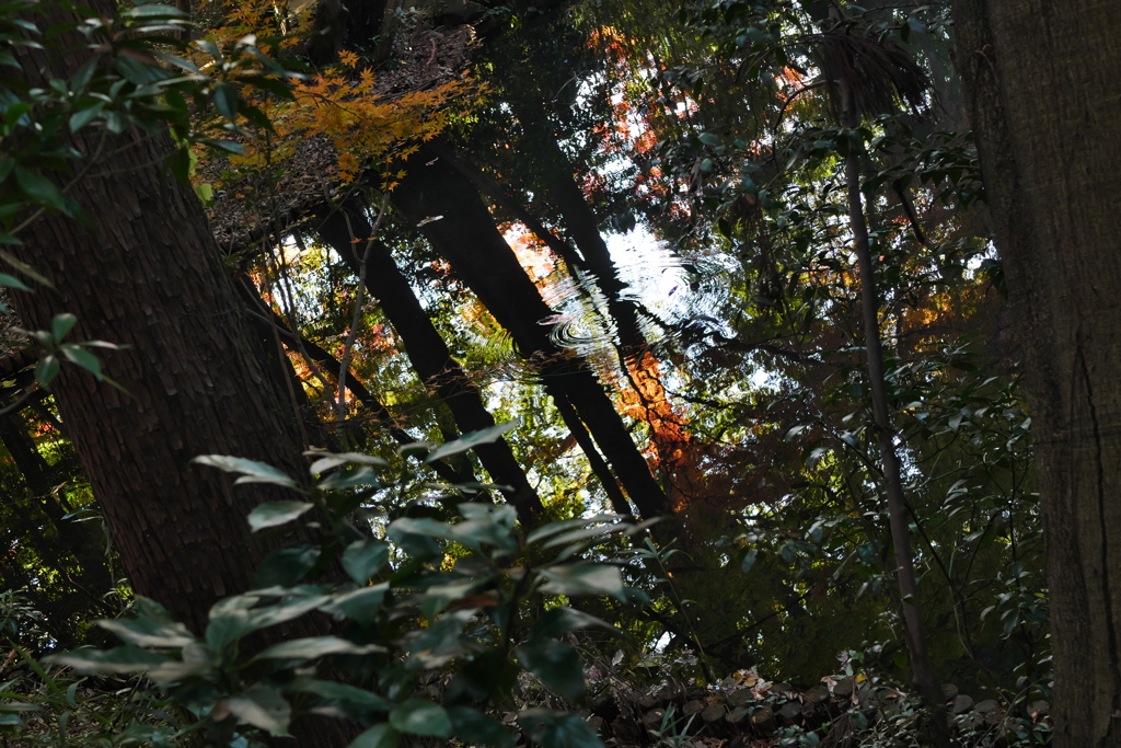 近所の自然公園っぽいところ1
