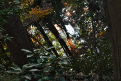 近所の自然公園っぽいところ1