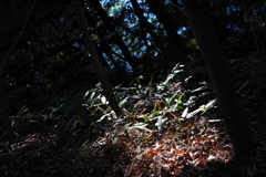 近所の自然公園っぽいところ２