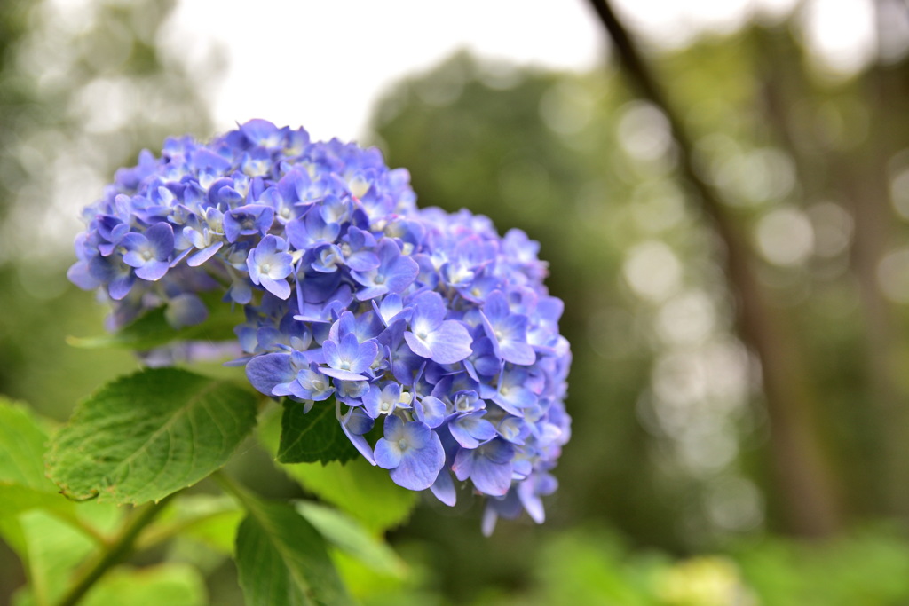 曇りの紫陽花