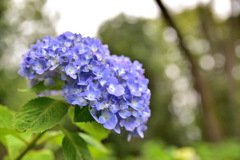 曇りの紫陽花